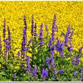 Dernières couleurs avant les gelées...