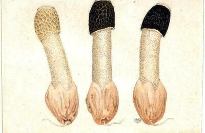 153-159 ファ－ブルのきのこ　Champignons de J.-H. Fabre