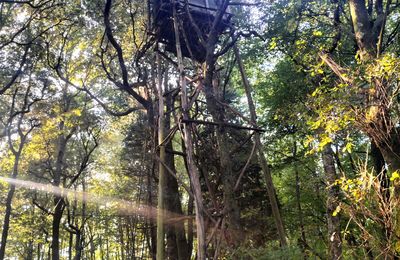 Voici revenu le bel automne...