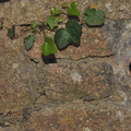 L’énigme des poteries acoustiques dans les murs de l’abbaye des Anges Finistère