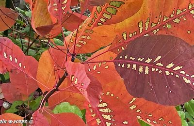 Des couleurs d'automne flamboyantes sous la grisaille du ciel