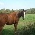 Bayram, cheval de 19 ans