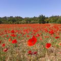 What is Red ? A poppy 's red ...