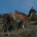 v:les animaux de Patagonie centrale