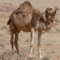 Jordanie - le Wadi Rum - Massifs d'Um Muqur et Um Sabatah