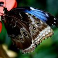 Morpho helenor peleides