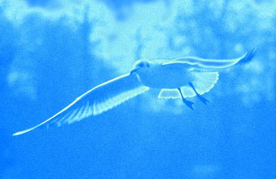 Mouette en bleu