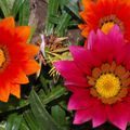 fleurs,légumes ,récup jardin ...........