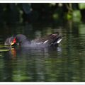 Maman poule ... d'eau 