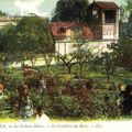 Cartes Postales Anciennes : Les Roses de la Côte d'Azur...