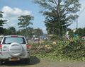 Boulevard du 30 juin : l'abattage des arbres ne fait pas l'unanimité