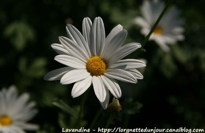 26/08/16 : Pleine floraison