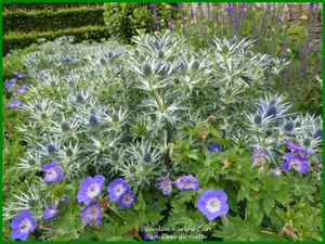 Les jardins d'Harlow Carr Yorkshire Angleterre 2/2