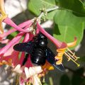 Abeille charpentière sur chèvrefeuille