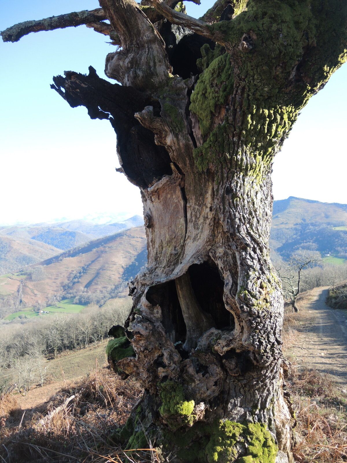 Larla, en redescendant, fin de sentier, arbre, février 2025... (64)