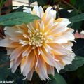 En vedette, la collection de dahlias de mon jardin… 