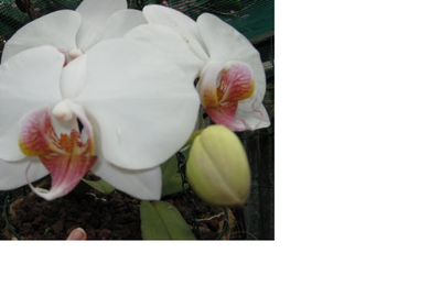 Phalaenopsis hybride