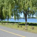 Balade au bord du fleuve de l'Outaouais à vélo