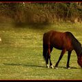 Cheval accompagné d'une biquette