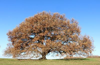 Arbre sacré chêne Tombeboeuf 47380