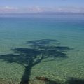 Oh! Un arbre dans l'eau