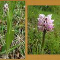 dernières orchidées connues à Châtel-Censoir ou en limite de la commune avec Bergamote