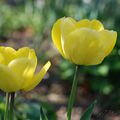 Tulipa 'Kikomachi'