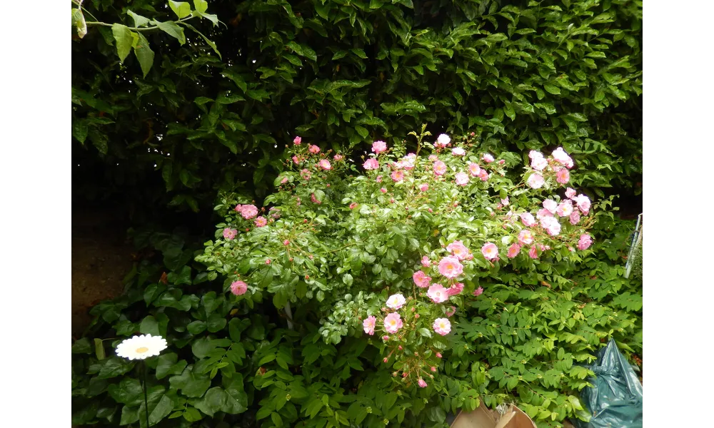 Les rosiers chez FRank B