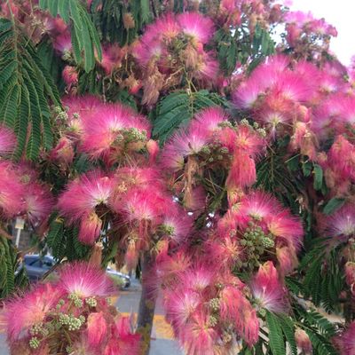 arbre à soie - Albizia