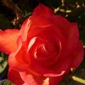 Rose #16