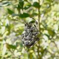 Araneus Angulatus (?) 