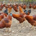 GRIPPE AVIAIRE: UN COUP D'ETAT ECONOMIQUE CONTRE LE CAMEROUN