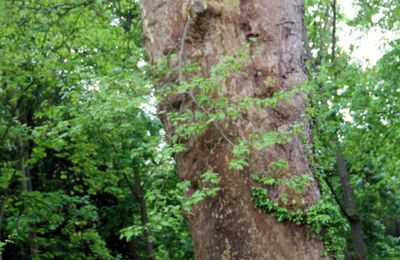 Compte-rendu de la sortie du 27 Avril 2024 : parc Darblay, Corbeil-Essonnes