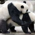Pandas - Marcel /Marcelle : même combat