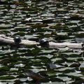 Aujourd'hui on focusse sur des tortues dans une