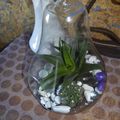  opter pour un terrarium ........... un peu de temps et de créativité suffisent 