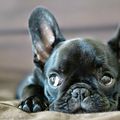 Curiosidades que no quizás no conocías sobre los perros