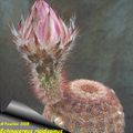 Echinocereus rigidissimus var. rubispinus