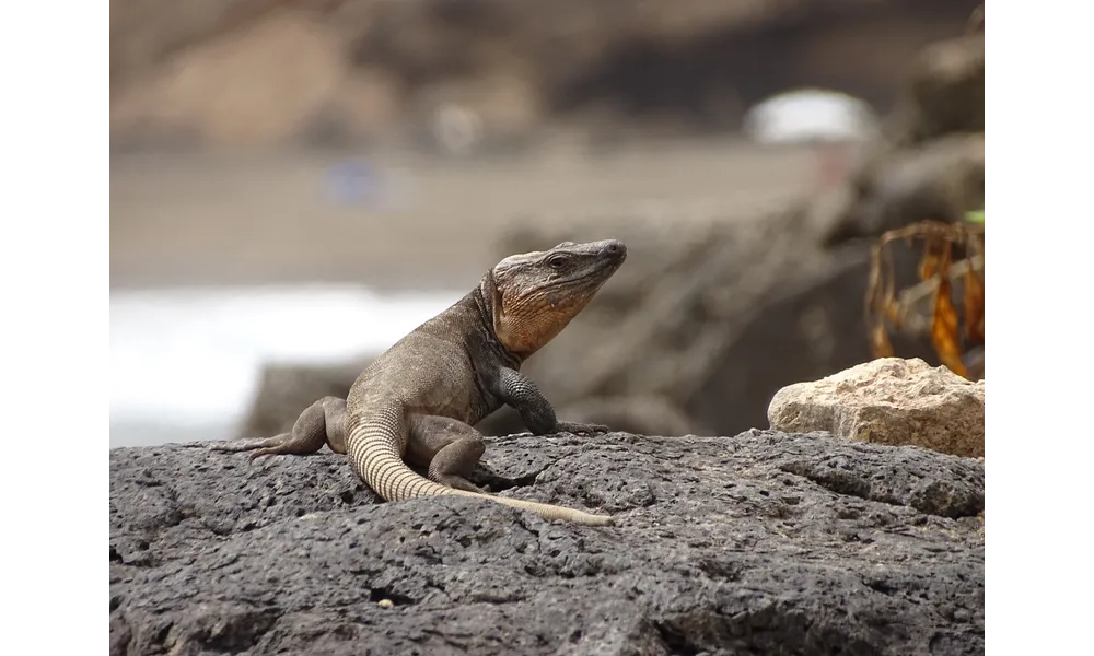 LE LÉZARD DE L'ÎLE DE GRAN CANARIA.