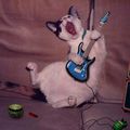 Les chouvignak aiment le rock et les chats qui aiment le rock