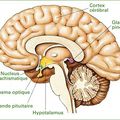 Parlons de la Glande Pinéale
