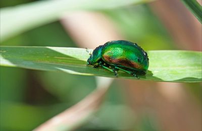 Un vert d'eau ...