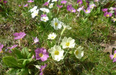 Premières fleurs et premiers travaux