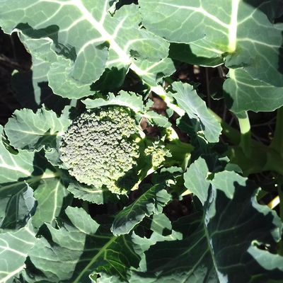 Les brocolis arrivent... doucement.