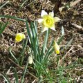The Daffodils...
