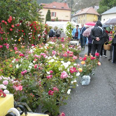 FOIRE AUX PLANTS A ESPINASSES