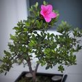 Azalea japonica.