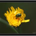 Les Insectes en Macro