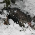 victimes des prédateurs et de l'hiver