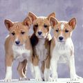 Le Basenji